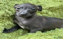 Pequeño Lebrel Italiano perros en venta: PEQUEÑO LEBREL ITALIANO - Imagen 3