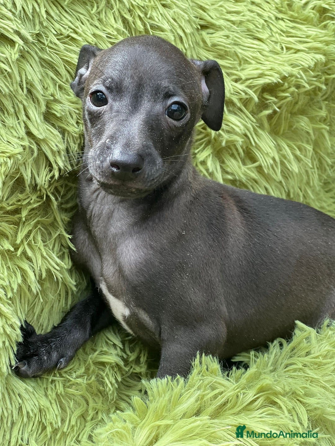 Pequeño Lebrel Italiano perros en venta: PEQUEÑO LEBREL ITALIANO - Imagen 3