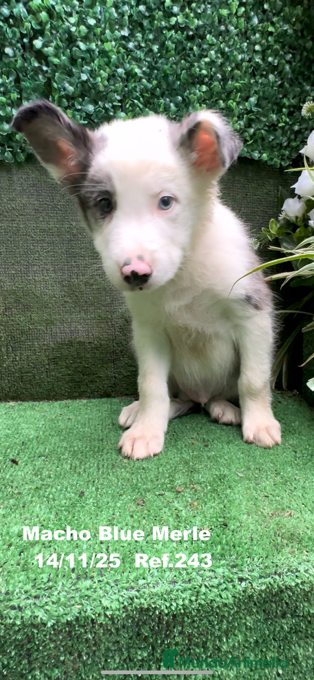 Border Collie perros en venta: Border Collie De Villa Biznaga - Anuncio 21