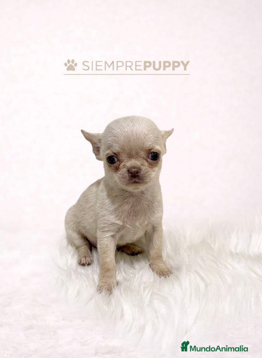 Chihuahua perros CHIHUAHUA CREMA TEACUP - Anuncio 4
