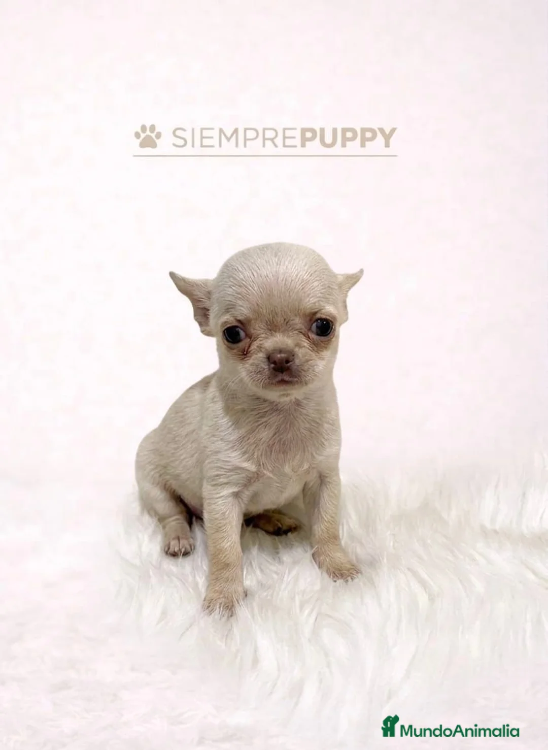 Chihuahua perros en venta: CHIHUAHUA CREMA TEACUP - Anuncio 1