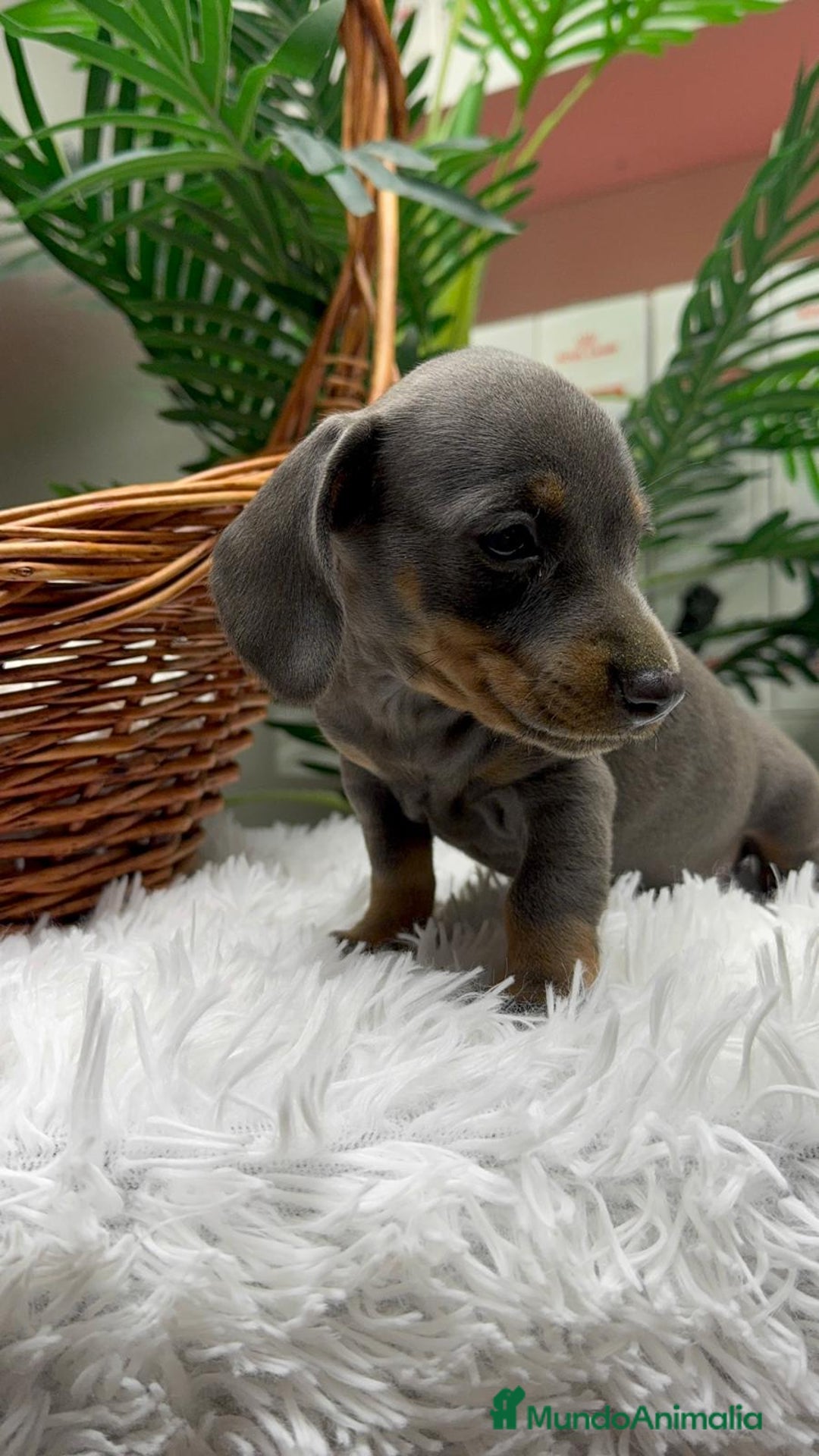 Teckel Miniatura perros en venta: TECKEL MINIATURA BLUE AND TAN - Anuncio 18