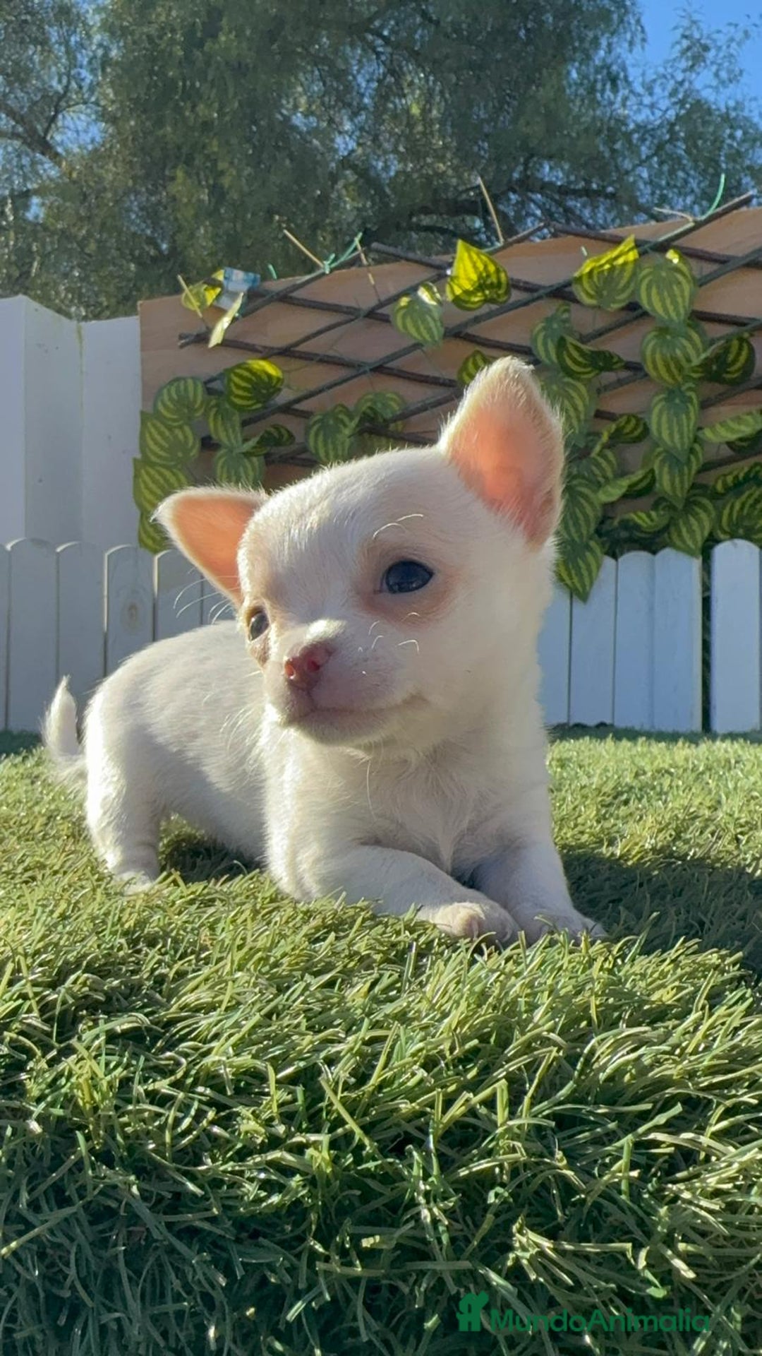 Chihuahua perros en venta: CHIHUAHUA HEMBRA - Anuncio 3