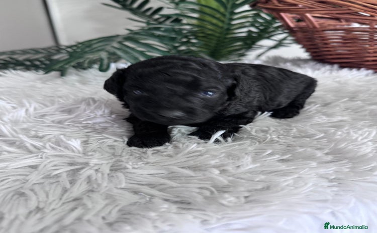 Caniche Toy perros CANICHE TOY - Anuncio 1