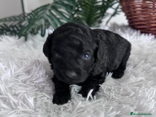 Caniche Toy perros CANICHE TOY - Anuncio 3