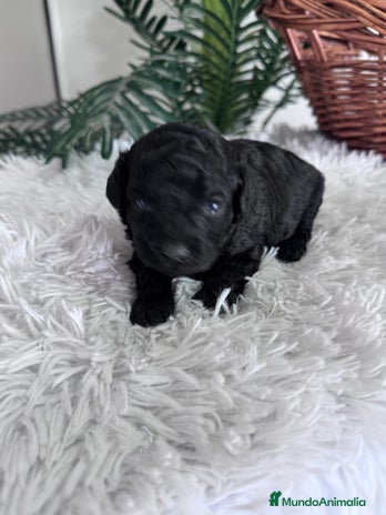 Caniche Toy perros CANICHE TOY - Anuncio 3