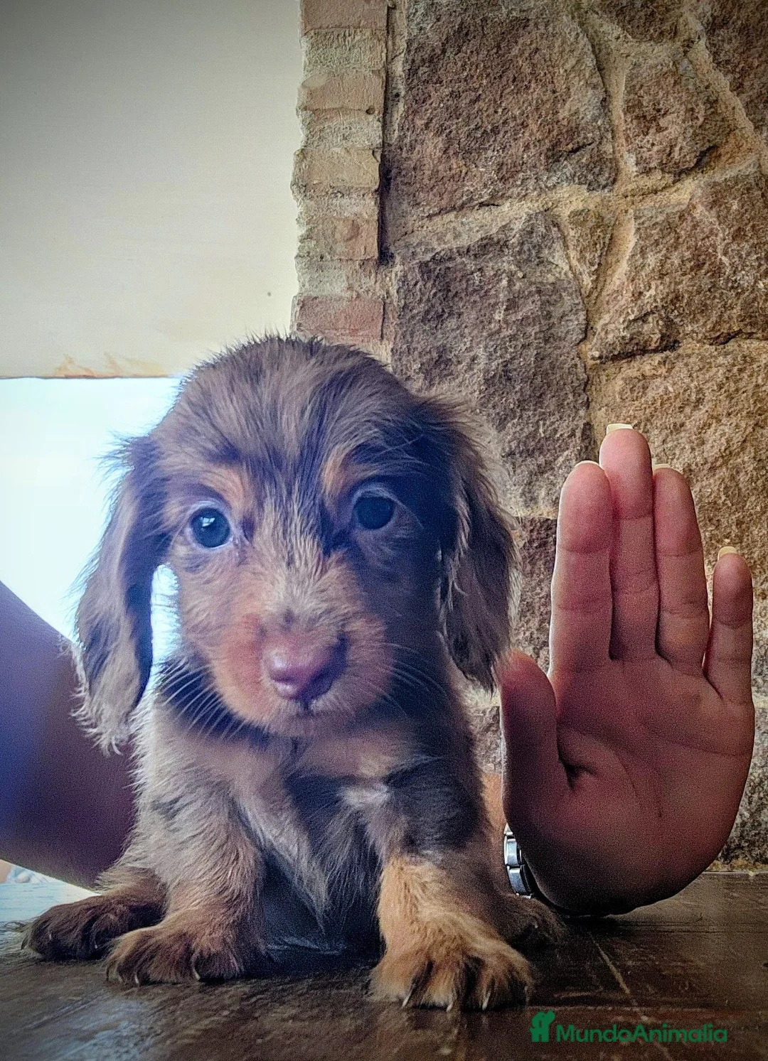 Teckel perros en venta: Teckel pelo largo kanichen precio real - Anuncio 2