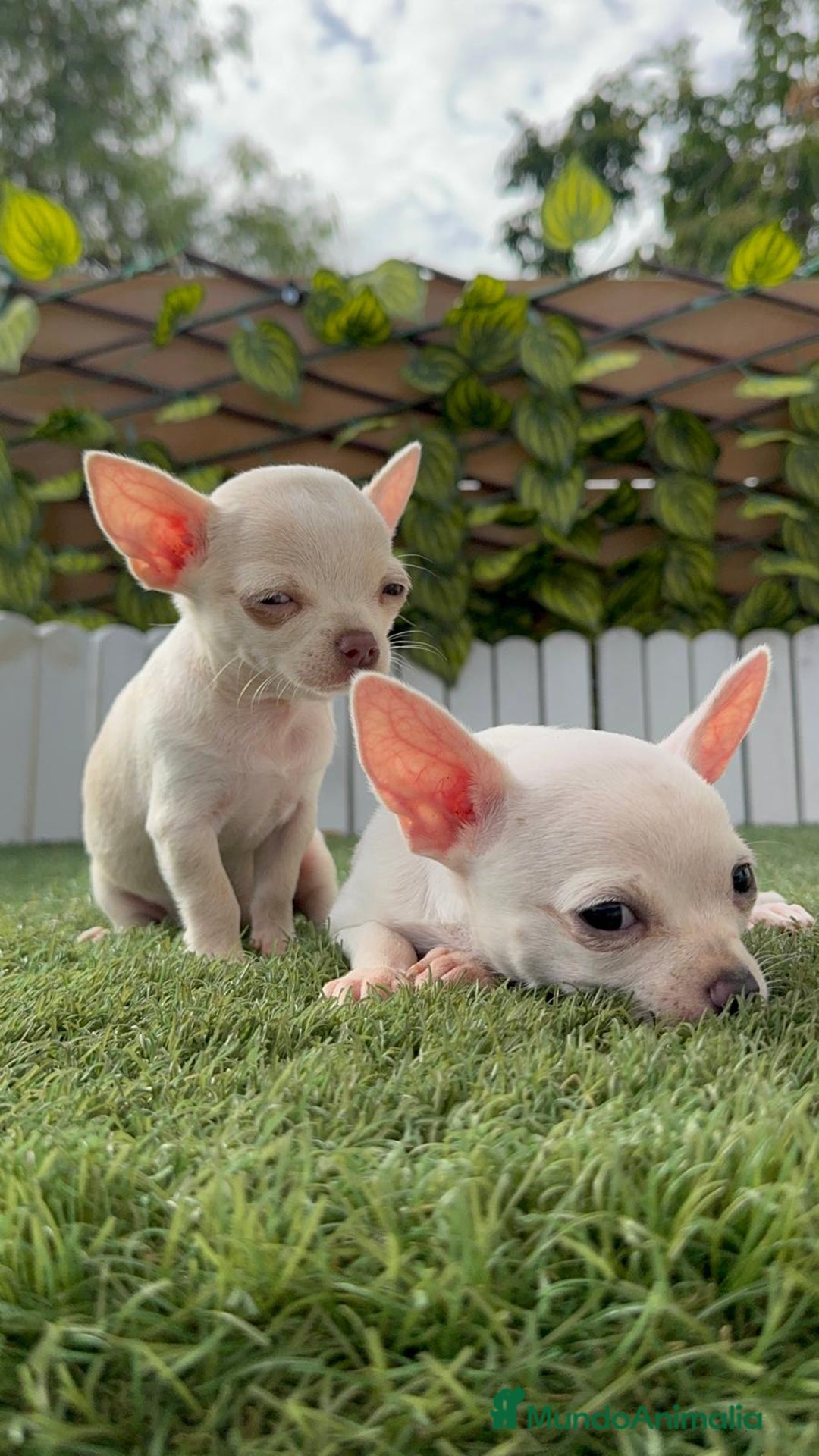 Chihuahua perros en venta: CHIHUAHUA HEMBRA BLANCA - Imagen 11