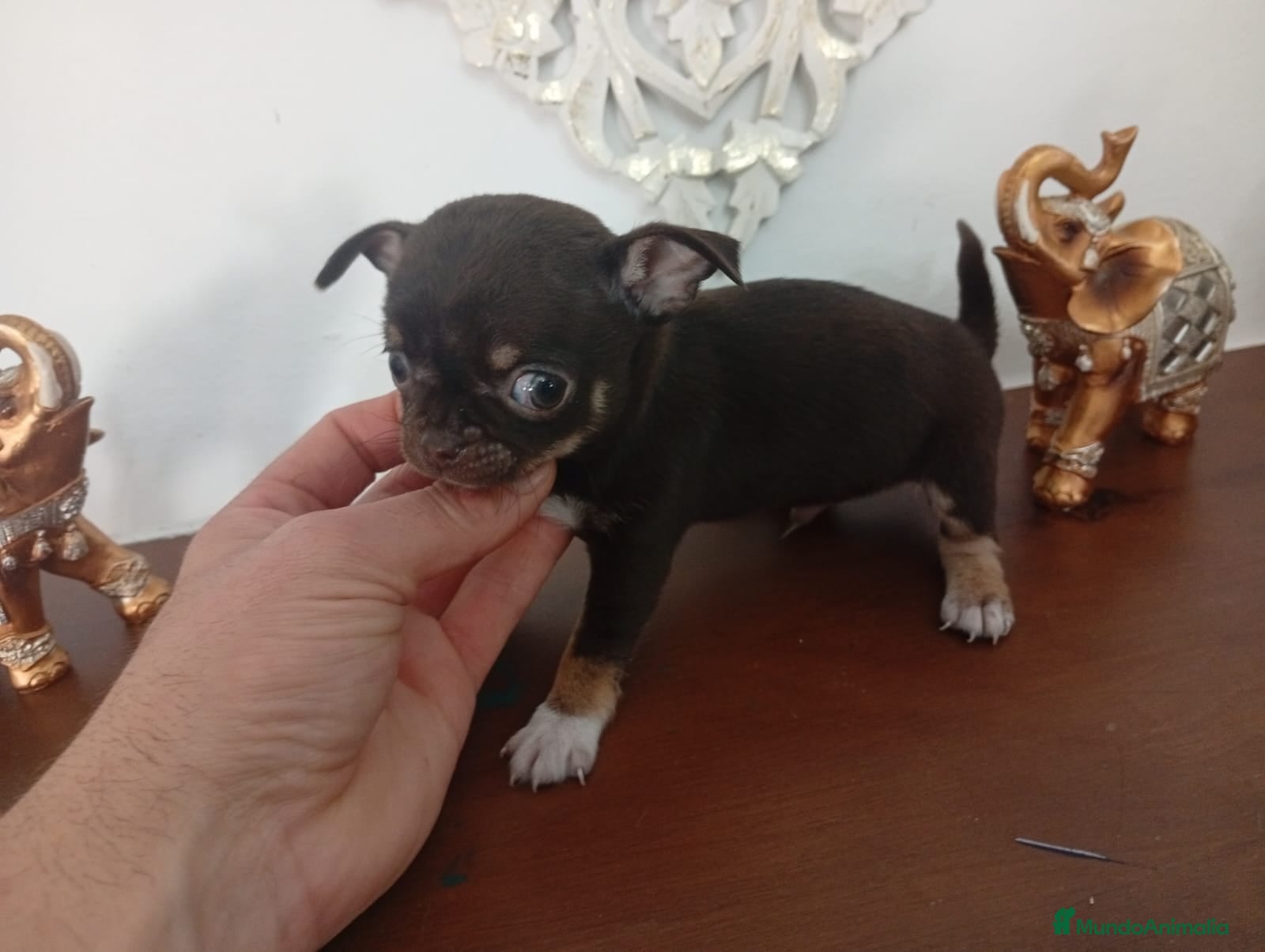 Chihuahua perros Chihuhuas machos - Anuncio 1