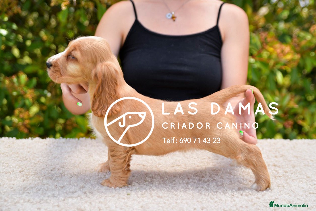 Cocker Spaniel Inglés perros Cachorros de cocker spaniel inglés disponibles.  - Anuncio 3