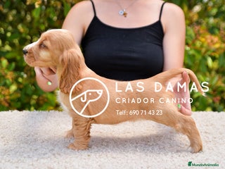 Cocker Spaniel Inglés perros Cachorros de cocker spaniel inglés disponibles. - Anuncio 3
