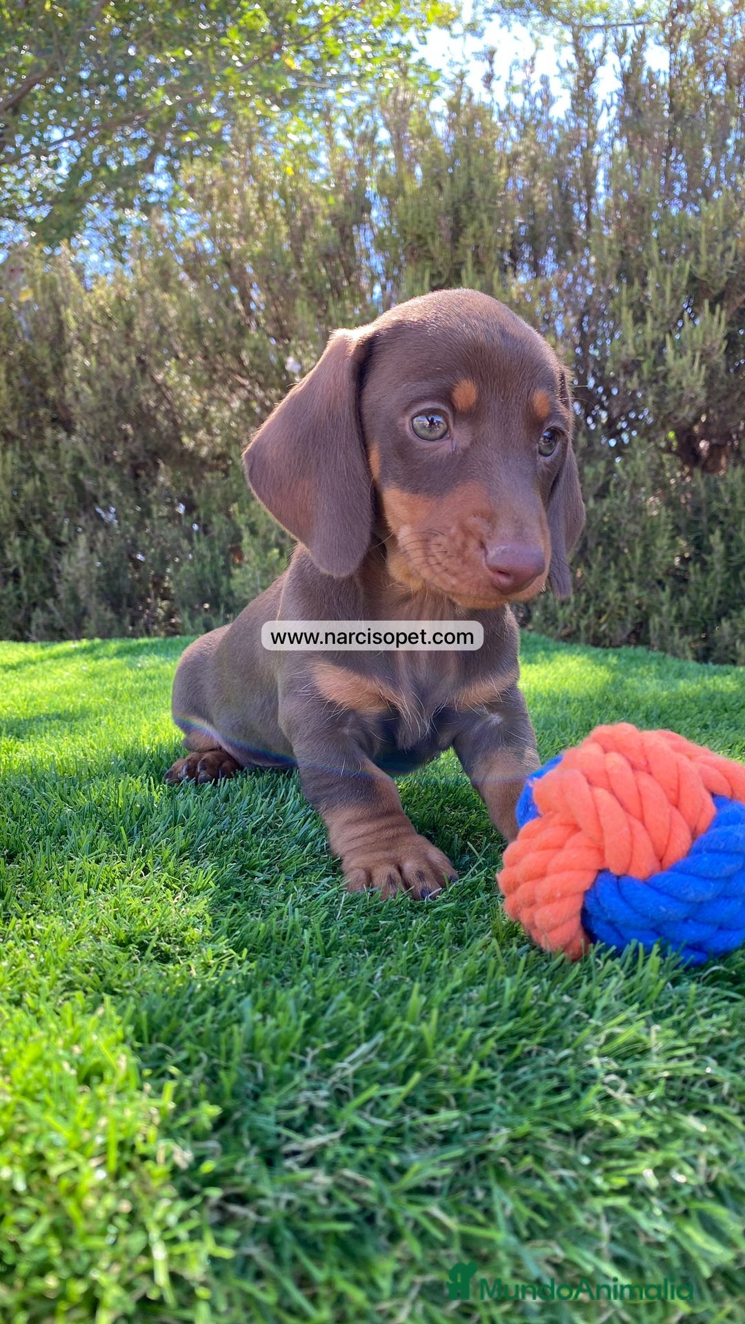 Teckel Miniatura perros en venta: TECKEL CHOCOLATE MACHO PEQUEÑO - Imagen 2