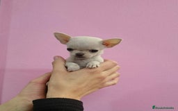 Chihuahua perros en venta: chihuahuas - Imagen 3