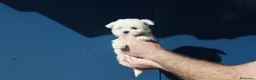 Bichón Maltés perros en venta: ⚜️Macho 50 asiático 📌⚜️‼️‼️‼️ - Anuncio 3