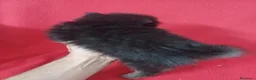 Pomerania perros en venta: Pomerania Mini Negro y Fuego  - Anuncio 3