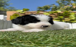 Perro de Agua Español perros en venta: PERRO DE AGUA ESPAÑOL MACHO - Imagen 16