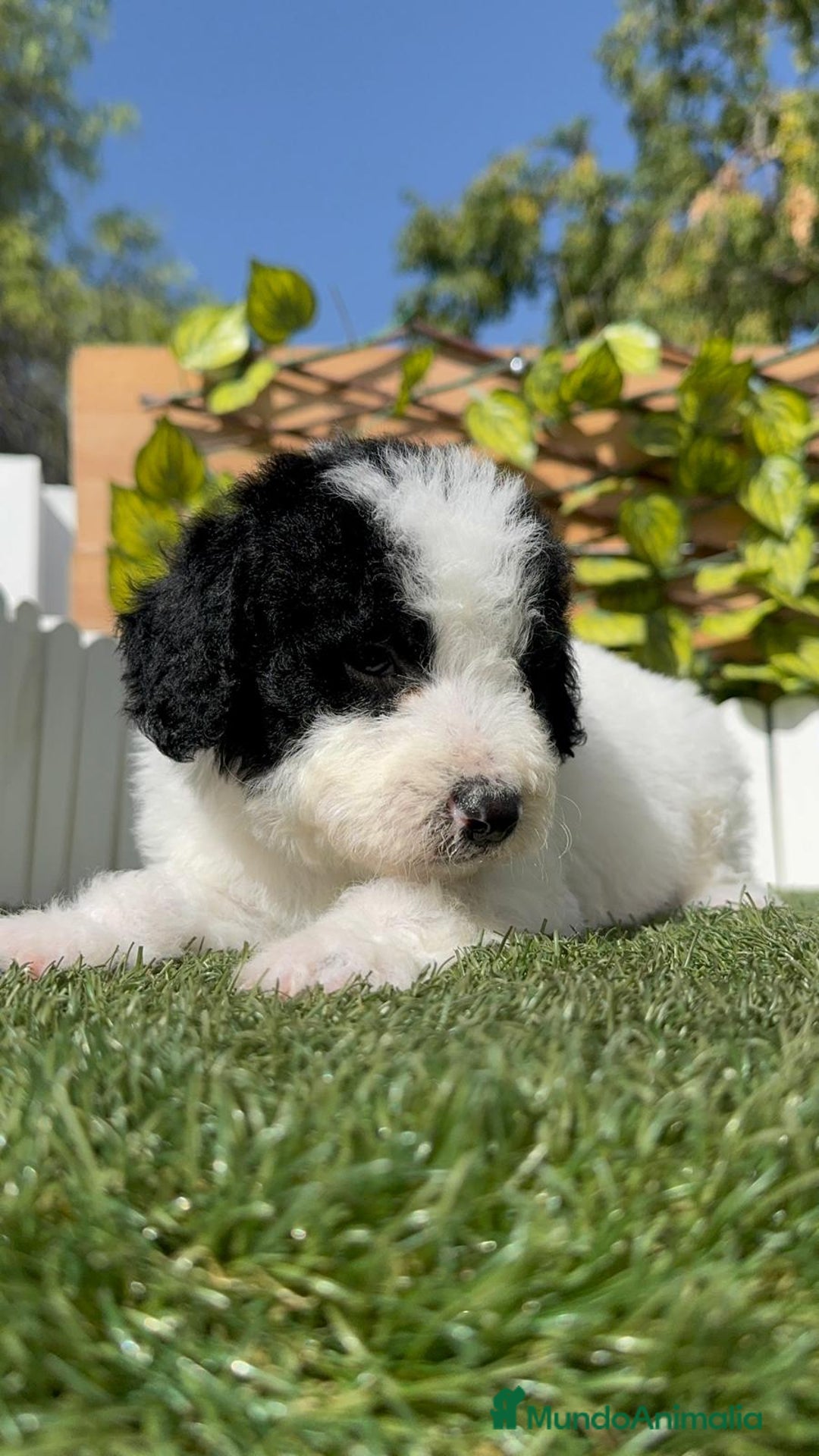 Perro de Agua Español perros en venta: PERRO DE AGUA ESPAÑOL MACHO - Imagen 16