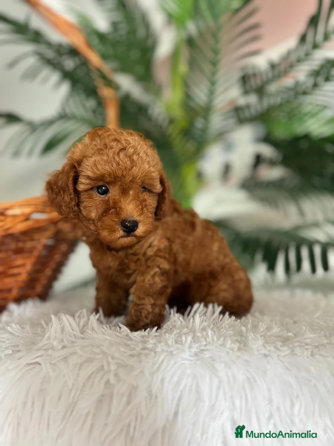 Caniche Toy perros en venta: CANICHE TOY  - Anuncio 2