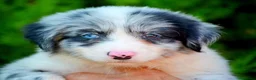 Border Collie perros en venta: camada de border collie  - Anuncio 22