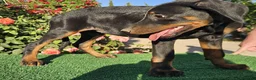 Dobermann perros en venta: Disponible Doberman de Calidad  - Anuncio 7