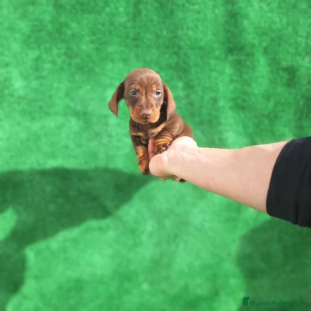 Teckel Miniatura perros en venta: TECKEL MINIATURA CHOCOLATE  - Anuncio 1