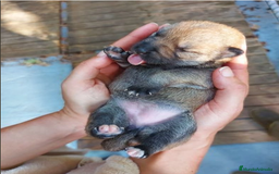Shiba Inu perros en venta: SHIBA INU SELECCIÓN - Imagen 9