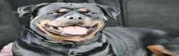 Rottweiler perros en venta: ROTTWEILER - 3 MESES  - Anuncio 4