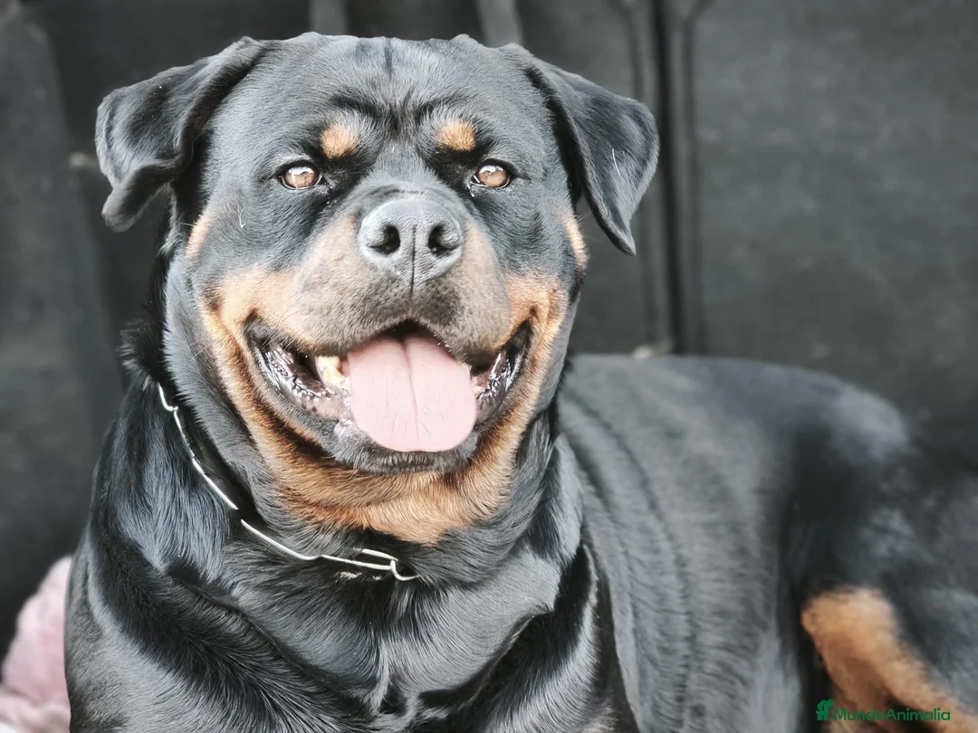Rottweiler perros en venta: ROTTWEILER - 3 MESES  - Anuncio 4
