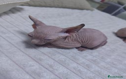 Mau Egipcio gatos en venta: GATO EGIPCIO  - Imagen 6