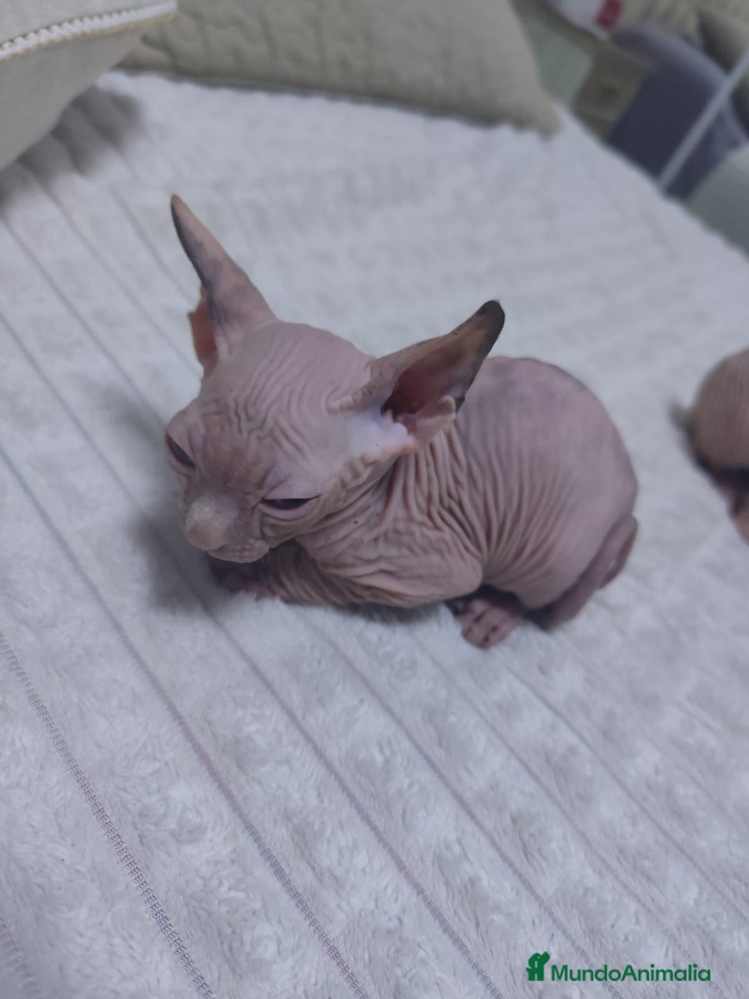 Mau Egipcio gatos en venta: GATO EGIPCIO  - Imagen 6