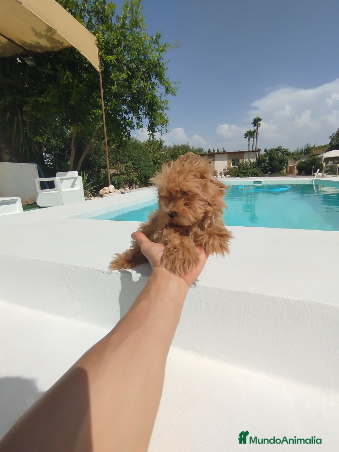 Maltipoo perros en venta: Maltipoo hembra  - Anuncio 3