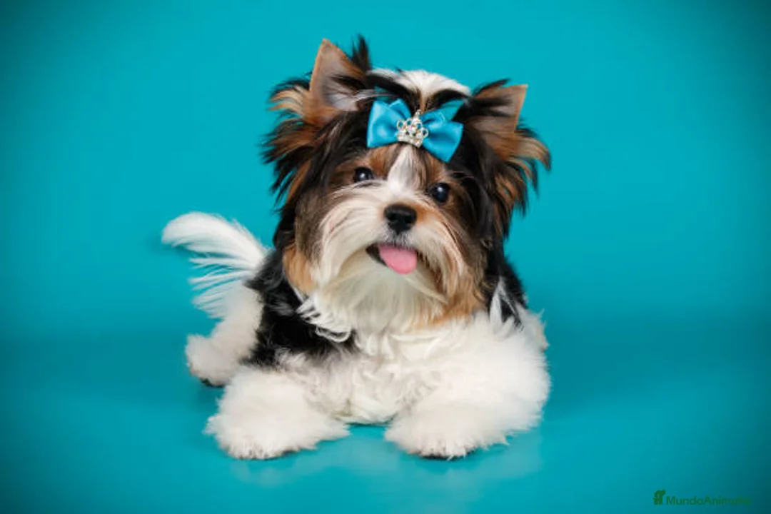 Biewer Yorkshire Terrier a la Pom Pon perros en venta: Cachorros biewer ! Macho disponible  en Ciudad Real - Anuncio 2