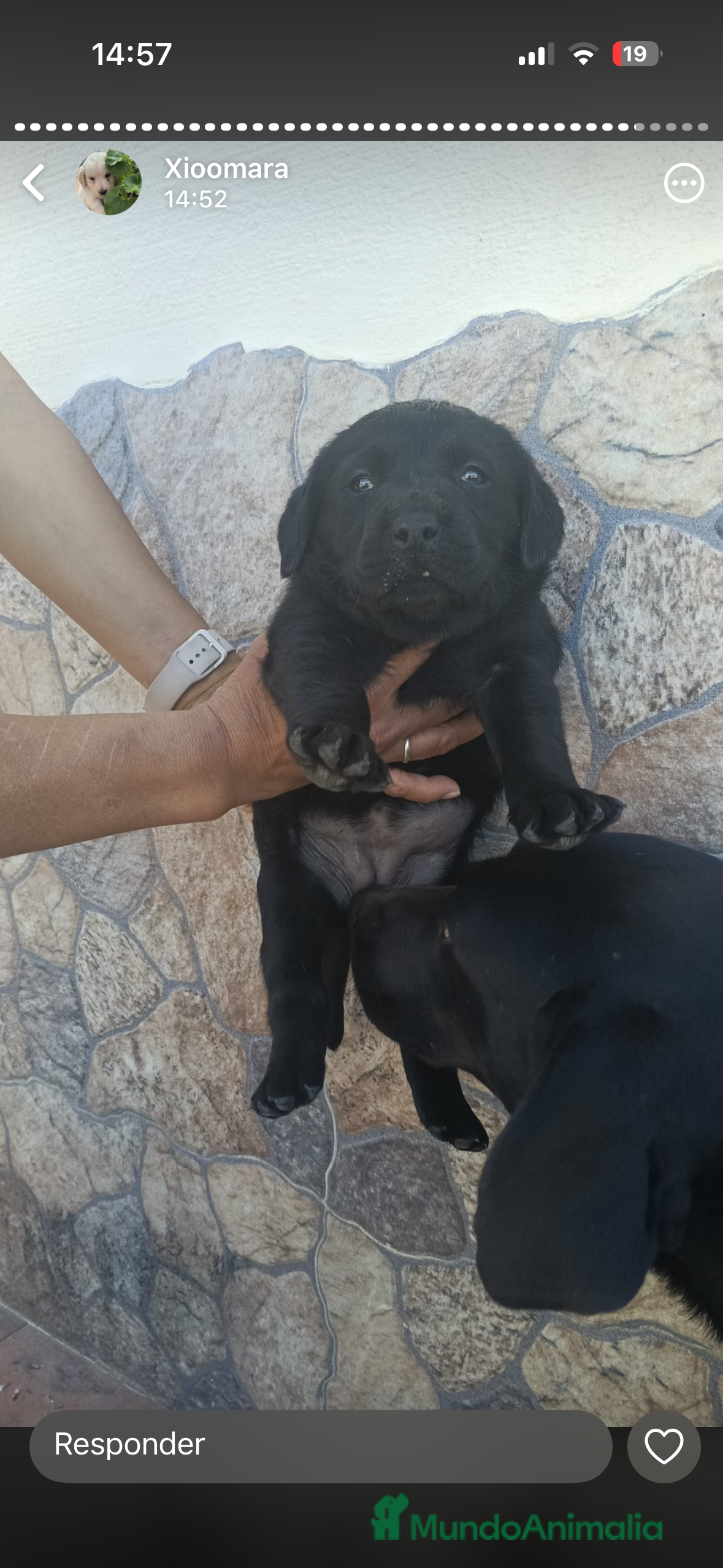 Labrador Retriever perros Espectacular hembra negra  - Anuncio 3