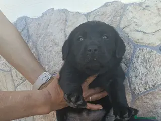 Labrador Retriever perros Espectacular hembra negra - Anuncio 3