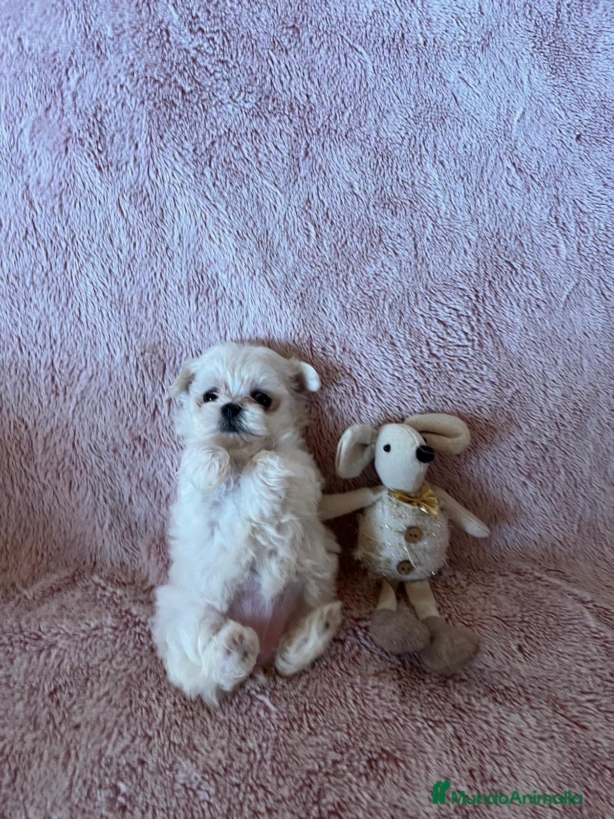 Bichón Maltés perros BICHÓN MALTES - Anuncio 1