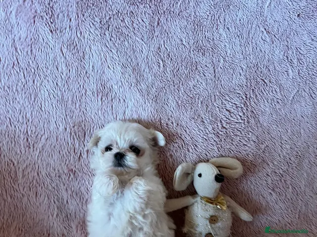 Bichón Maltés perros en venta: BICHÓN MALTES - Anuncio 1