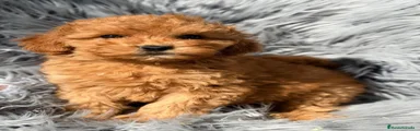 Maltipoo 2