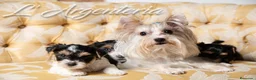 Biewer Yorkshire Terrier a la Pom Pon perros en venta: Camada Yorkshire Biewer - Anuncio 3