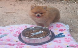 Pomerania perros en venta: Pomerania  - Imagen 3