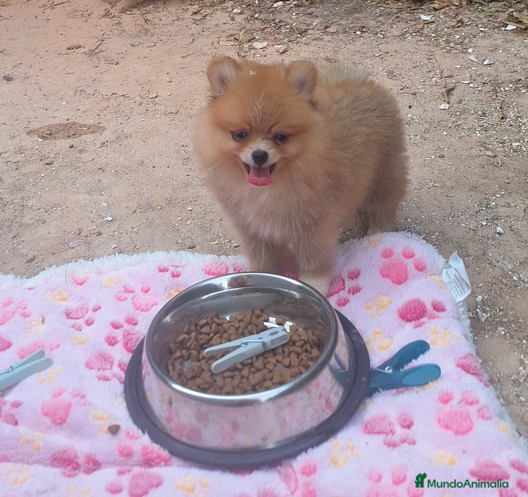 Pomerania perros en venta: Pomerania  - Imagen 3