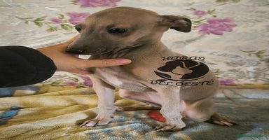Pequeño Lebrel Italiano perros - Anuncio 2