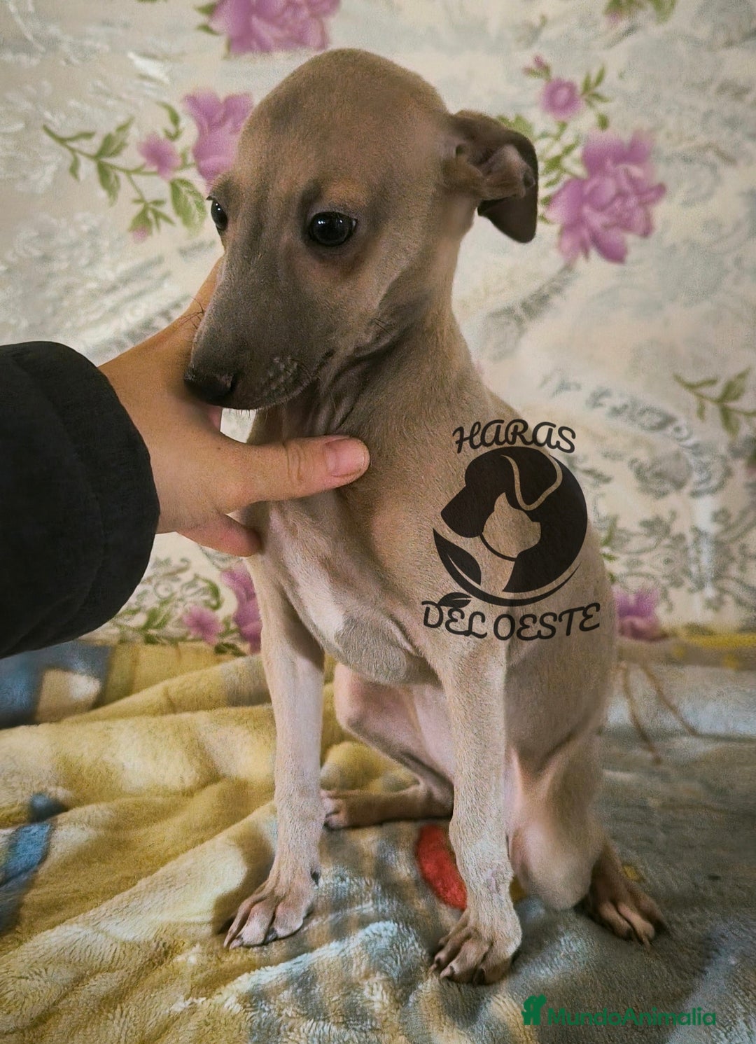 Pequeño Lebrel Italiano perros en venta: Lebrel italiano, piccolo - Anuncio 1