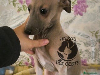 Pequeño Lebrel Italiano perros - Anuncio 21