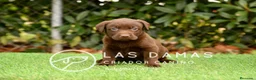 Labrador Retriever perros en venta: Labrador color chocolate - Anuncio 2
