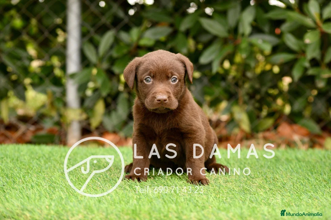 Labrador Retriever perros en venta: Labrador color chocolate - Anuncio 2