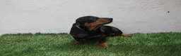 Teckel Miniatura perros en venta: Teckel Miniatura  - Anuncio 27