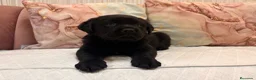 Labrador Retriever perros en venta: Labrador retriever  - Anuncio 4
