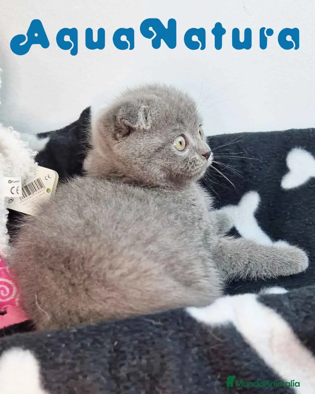 Scottish Fold gatos en venta: Scottish Fold Macho 9140 - AQUANATURA en Barcelona - Anuncio 2