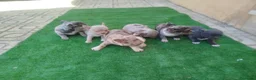 Chihuahua perros en venta: Chihuahuas Toy colores exóticos  en Córdoba - Anuncio 2