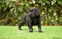 Labrador Retriever perros en venta: Labrador retriever color negro disponibles - Imagen 5